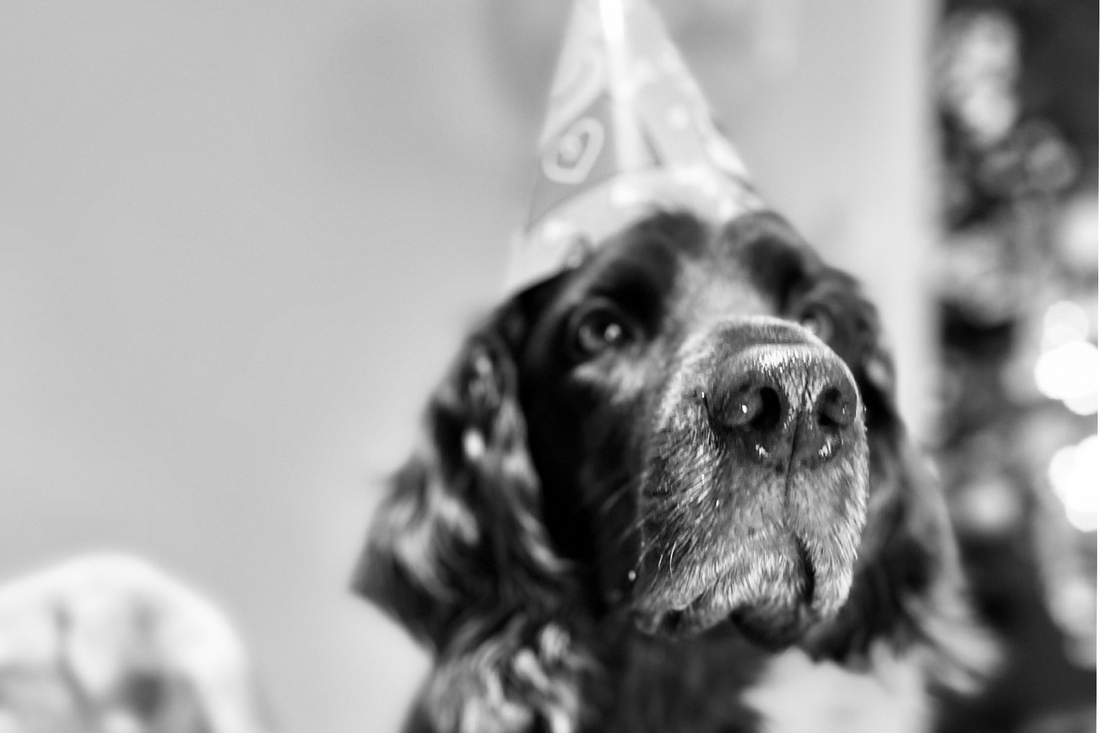 Silvester mit Hunden: So machst du den Jahreswechsel stressfrei