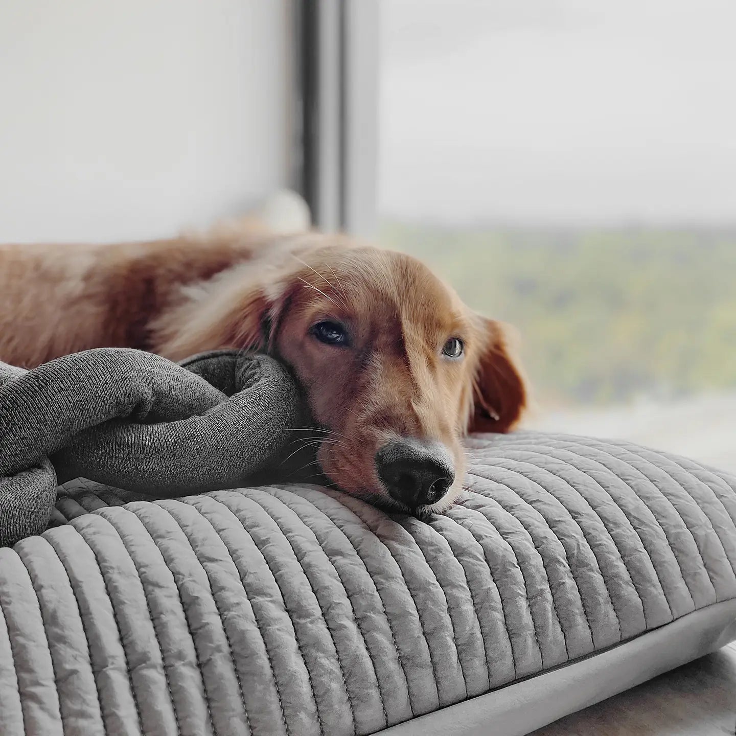 Hundespielzeug Nou Tan