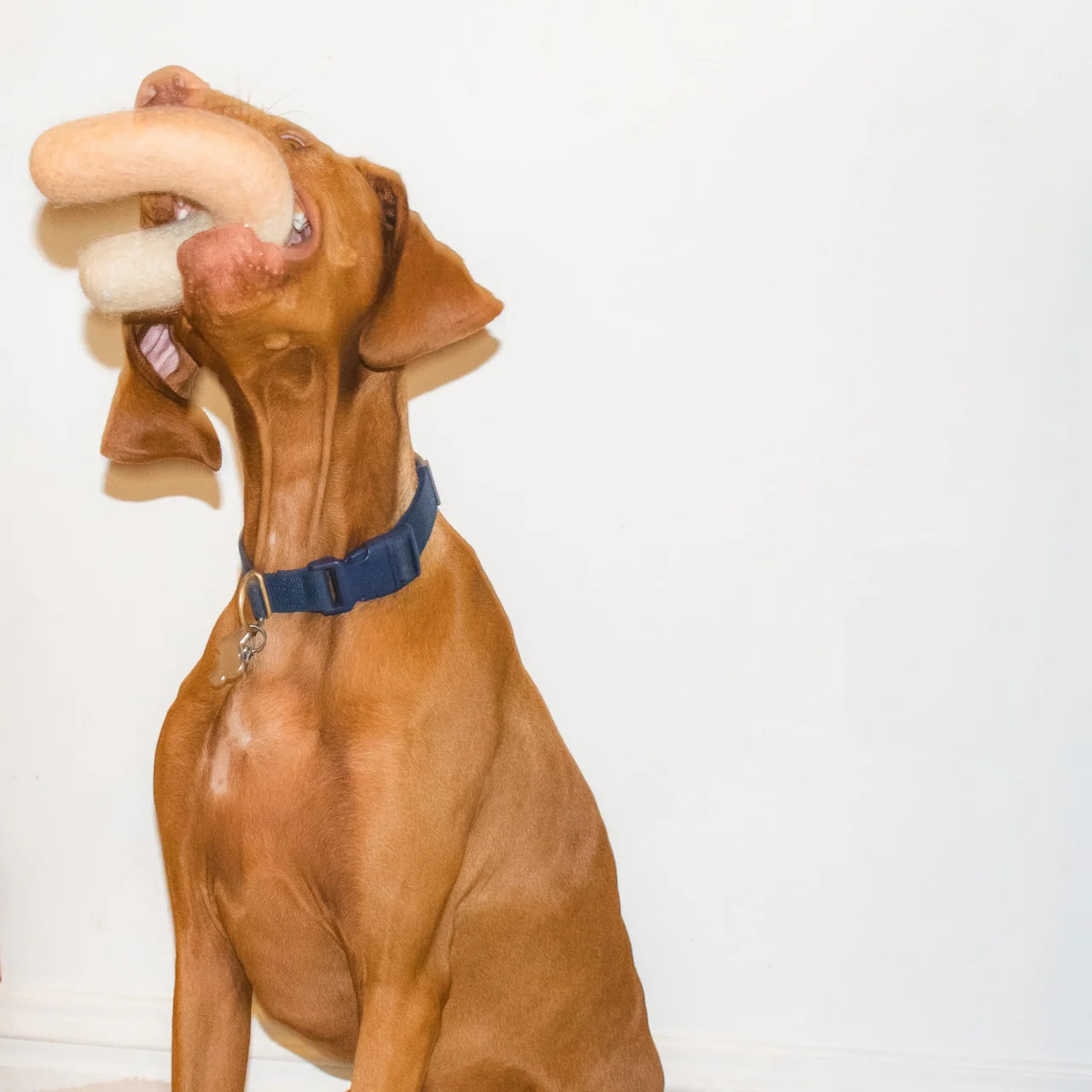 Filz Hundespielzeug Bogen Aqua