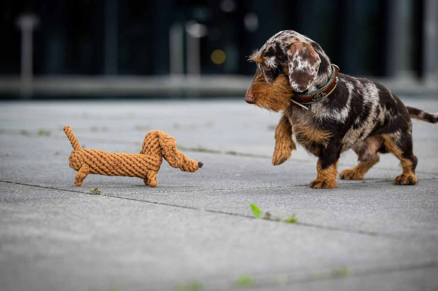 Hundespielzeug Diego Dackel