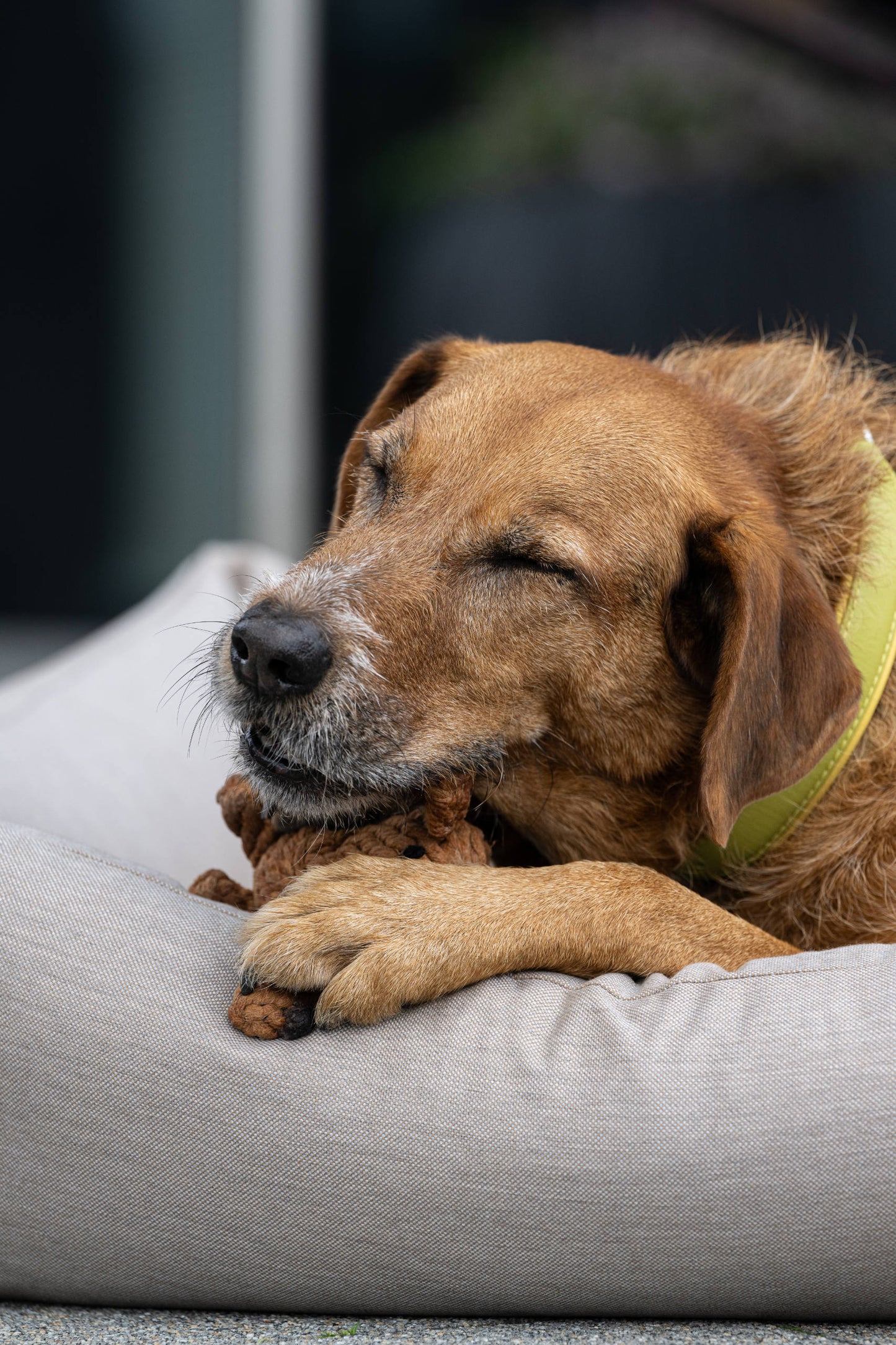 Hundespielzeug Diego Dackel