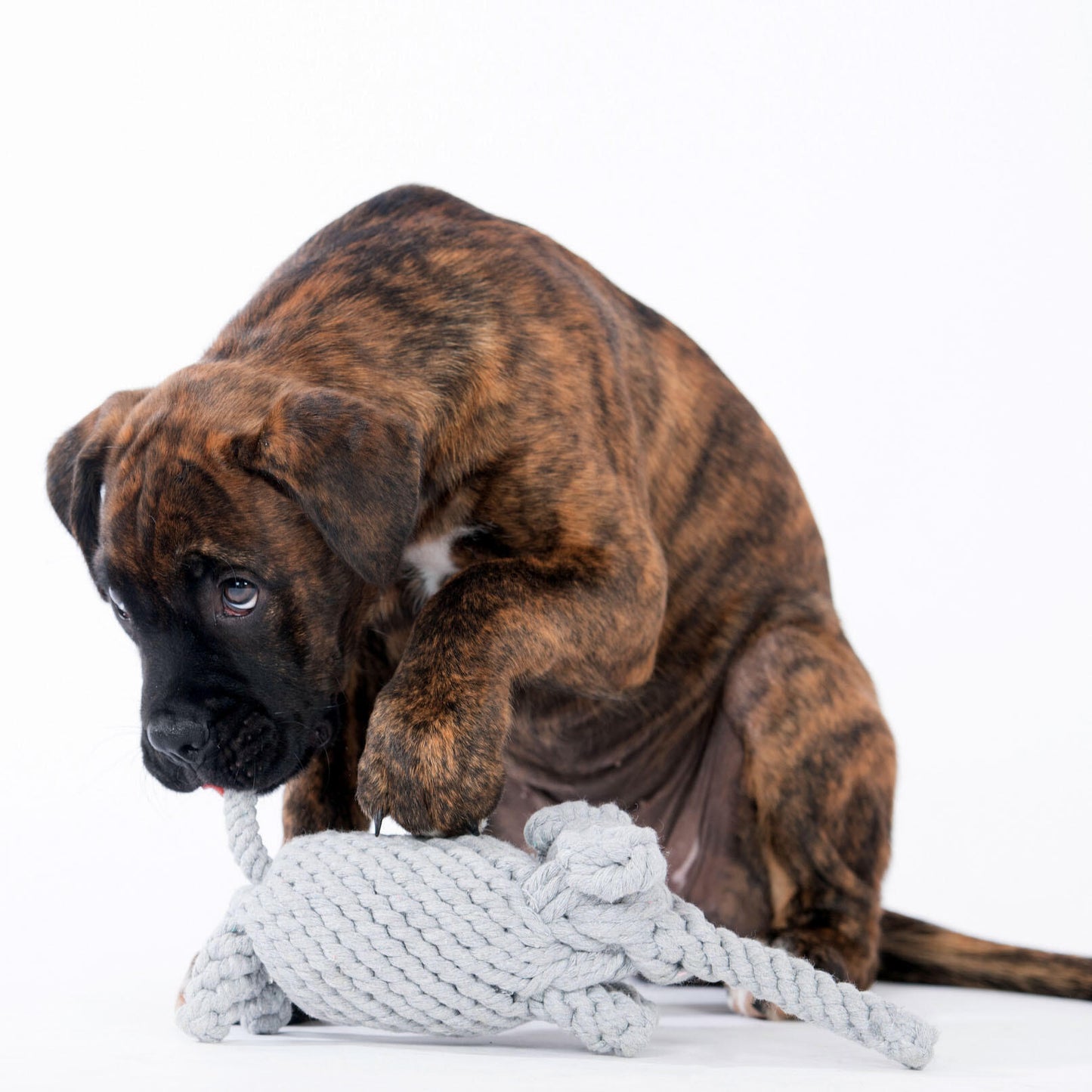 Hundespielzeug Elton Elefant