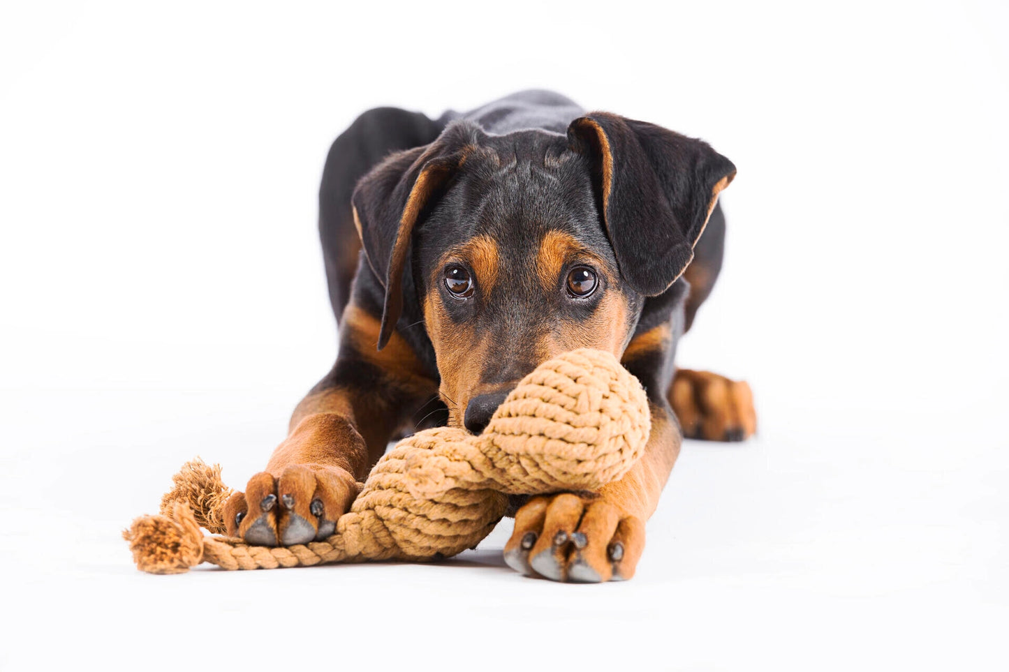 Hundespielzeug Heinrich Hase