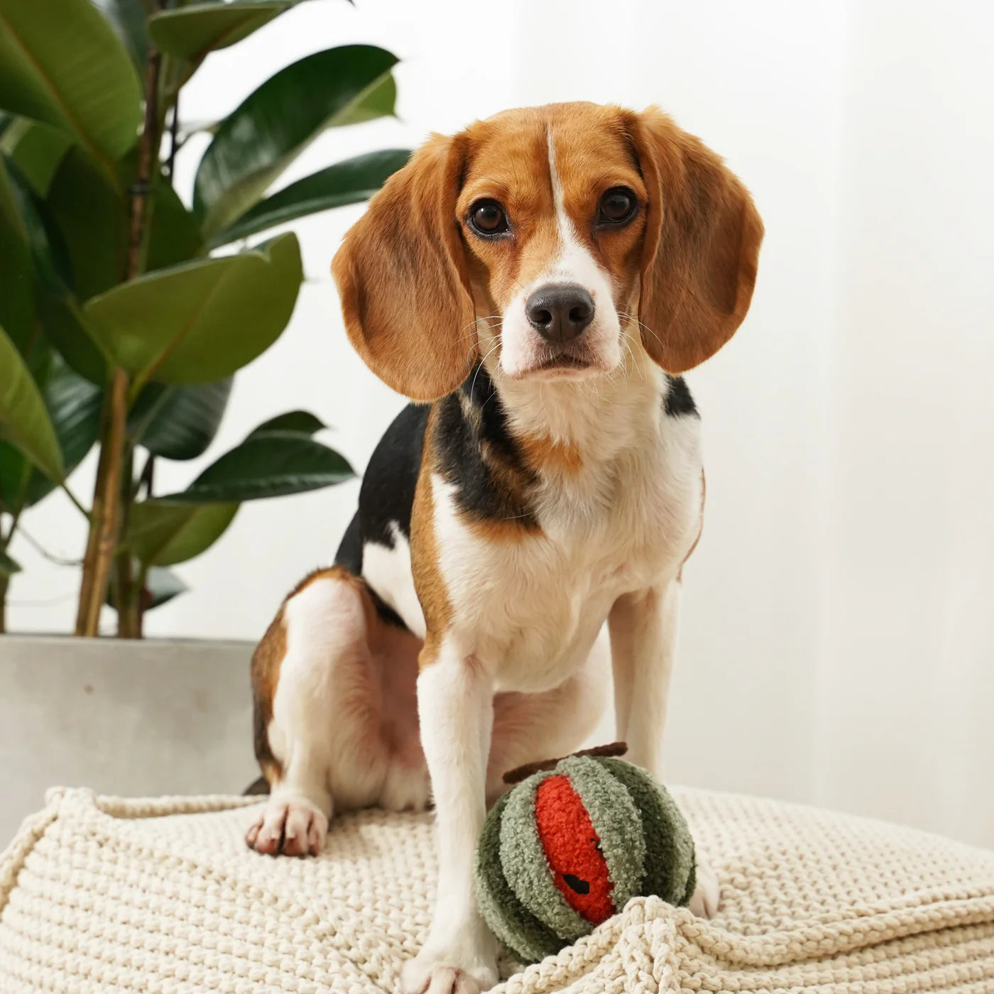 Hundespielzeug Wassermelone Pop