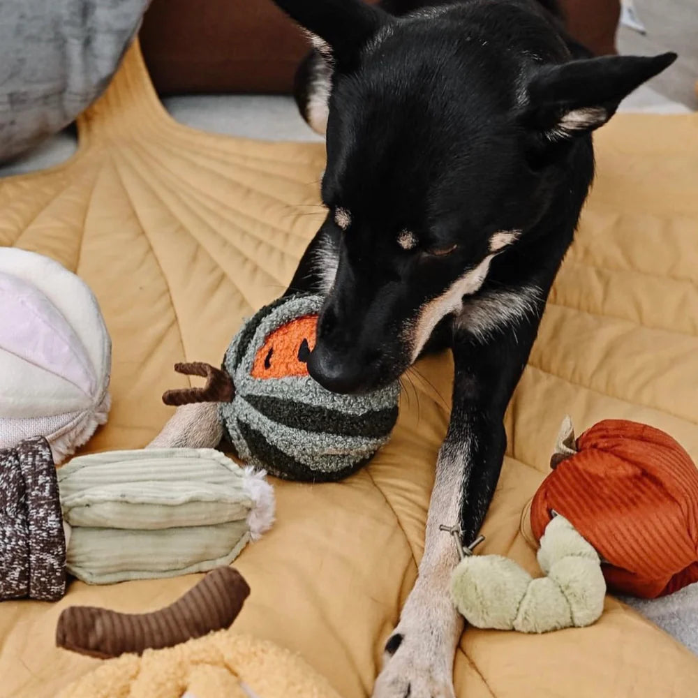 Hundespielzeug Wassermelone Pop