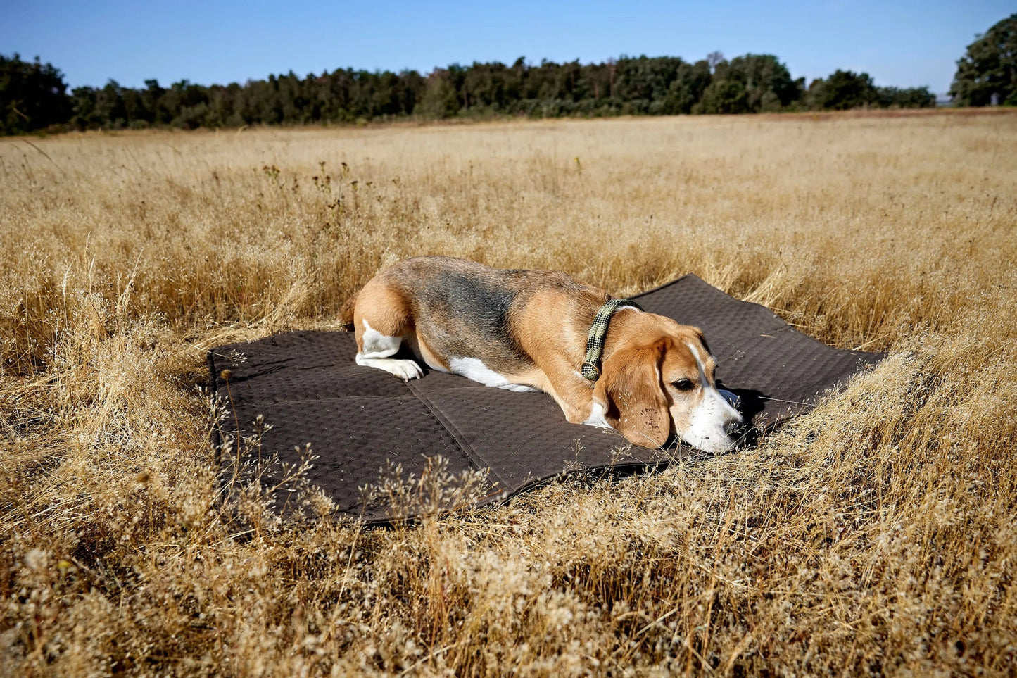 Hundemattentasche Nobo Anthrazit