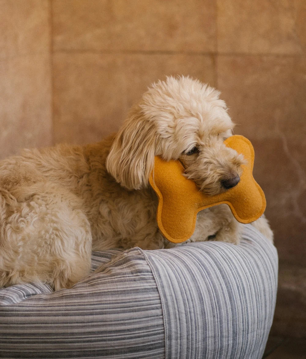 Hundespielzeug Play Senf