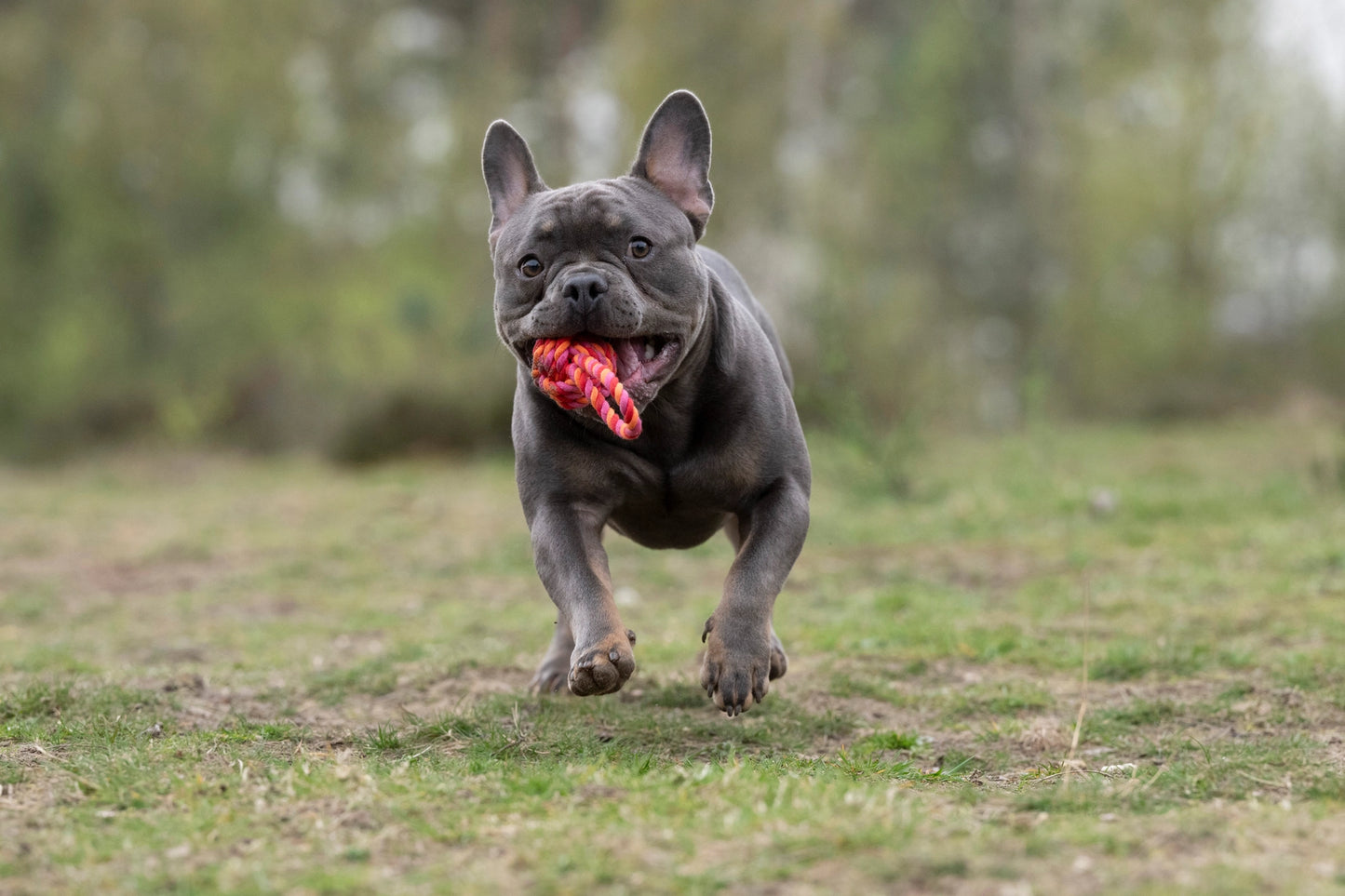 Hundespielzeug Schleuderball Pink