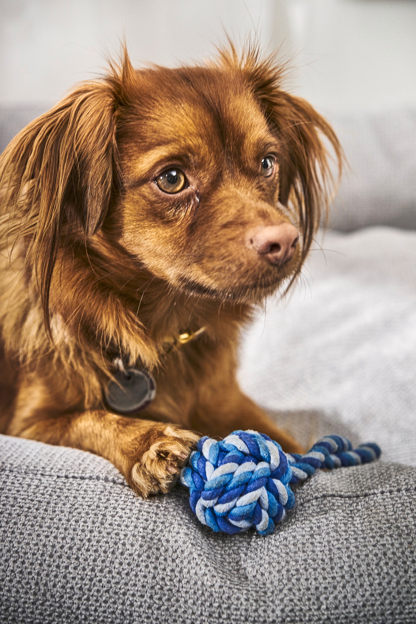 Hundespielzeug Schleuderball Blau