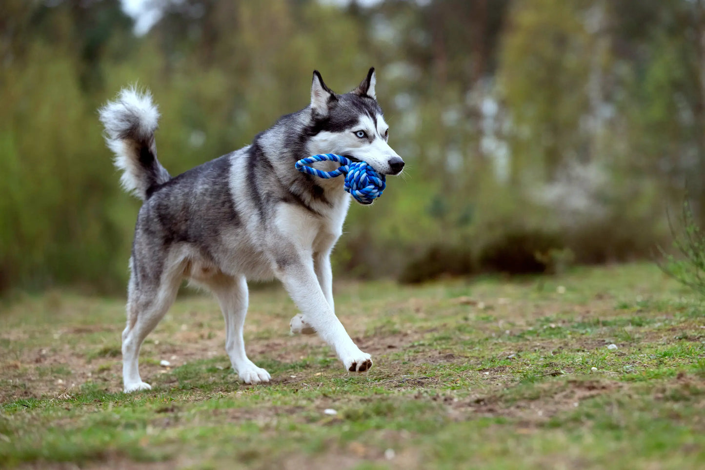 Hundespielzeug Schleuderball Blau