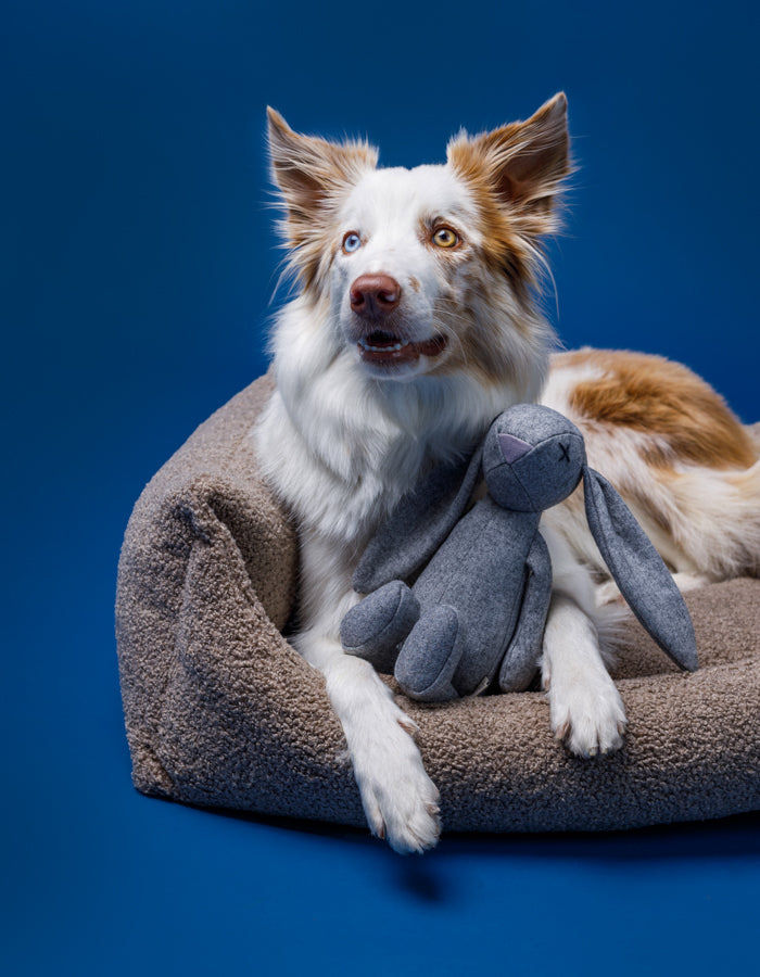 Hundebett Teddy Eco Bouclé Taupe